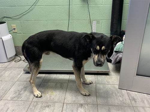 POE - German Shepherd Dog available for adoption