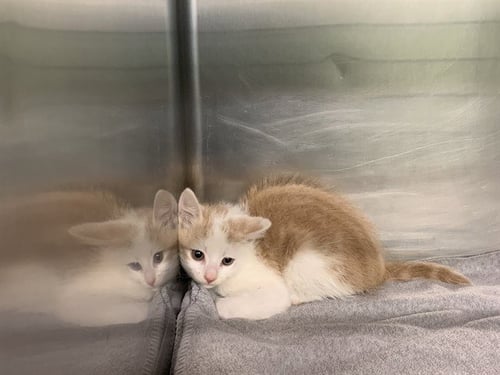 ENZO - Domestic Short Hair available for adoption