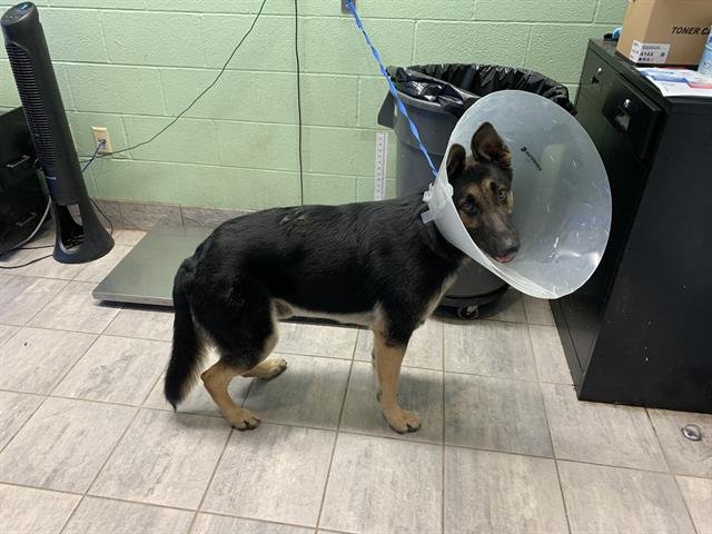 FRITZ - German Shepherd Dog available for adoption