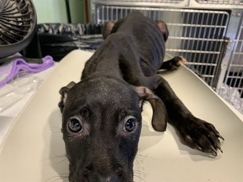 RICKY - American Staffordshire Terrier available for adoption