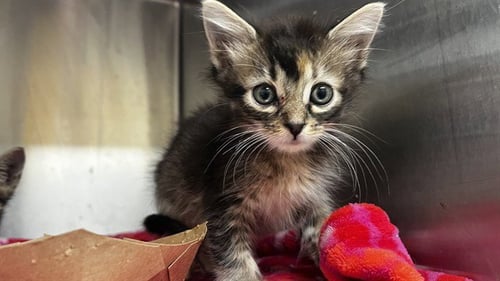 CORAL - Domestic Short Hair available for adoption