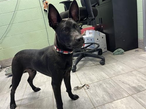 MESSI - American Staffordshire Terrier available for adoption