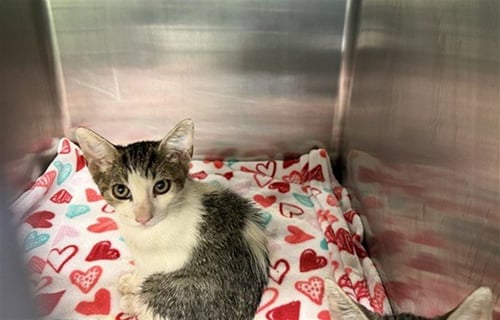 SASSY - Domestic Short Hair available for adoption