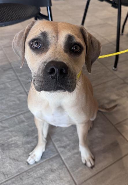 DOE - American Staffordshire Terrier available for adoption