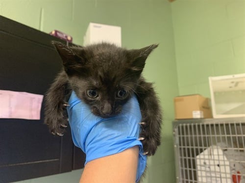 FRITO - Domestic Short Hair available for adoption