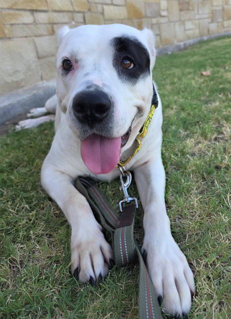 PUDDING - American Staffordshire Terrier for adoption in Grand Prairie