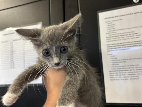 A235088 - Domestic Short Hair available for adoption