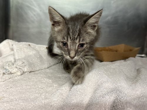 DOMINO - Domestic Short Hair available for adoption