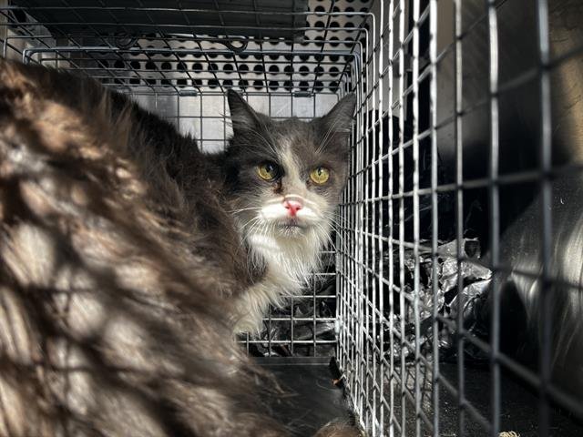 JUNIOR - Domestic Long Hair available for adoption