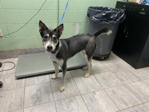 BROCK HARRISON - Siberian Husky available for adoption