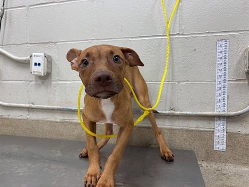 MILLER - American Staffordshire Terrier for adoption in Grand Prairie