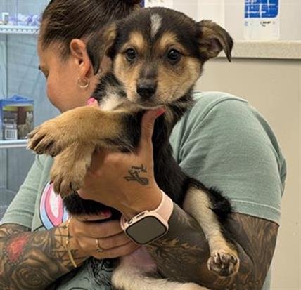 DILL - German Shepherd Dog available for adoption
