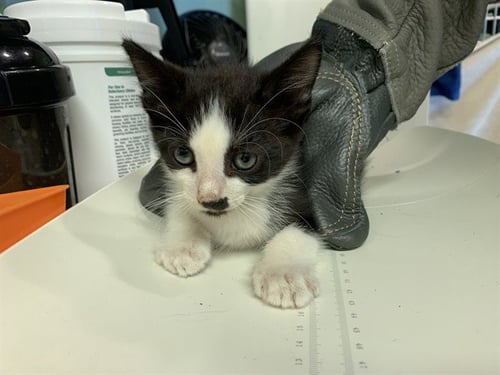FIBULA - Domestic Short Hair available for adoption