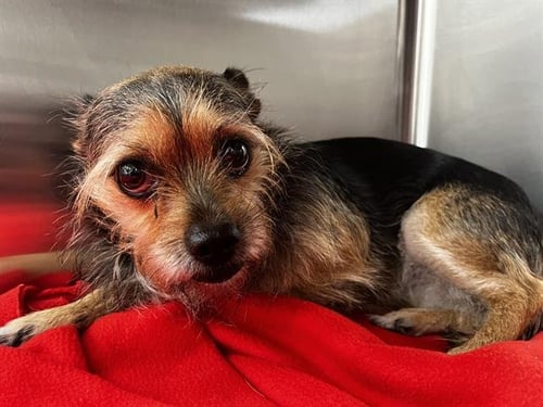 COCO - Terrier available for adoption