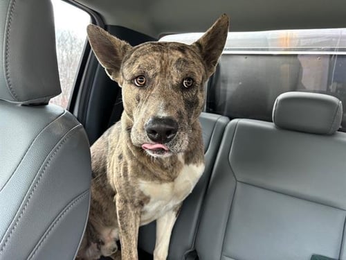 DARWIN - Catahoula Leopard Dog / German Shepherd Dog available for adoption