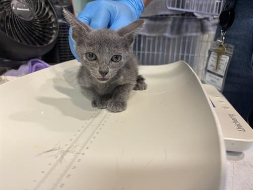 ELLIOT - Domestic Short Hair available for adoption