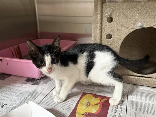 MONOPOLY WOMAN - Domestic Short Hair available for adoption