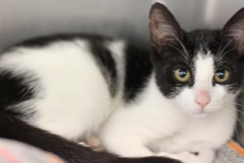 MONOPOLY WOMAN - Domestic Short Hair available for adoption