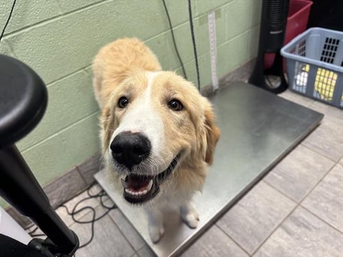 EVANGELINE - Great Pyrenees available for adoption