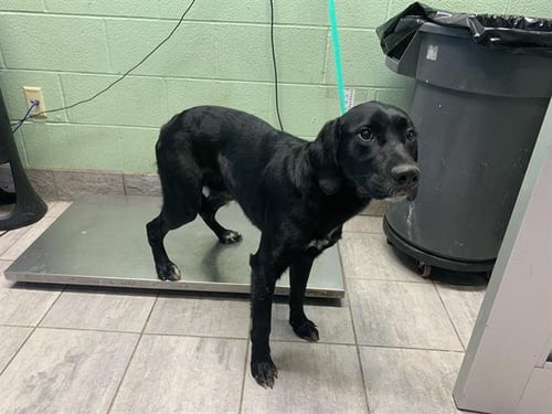 BEEF - Labrador Retriever available for adoption