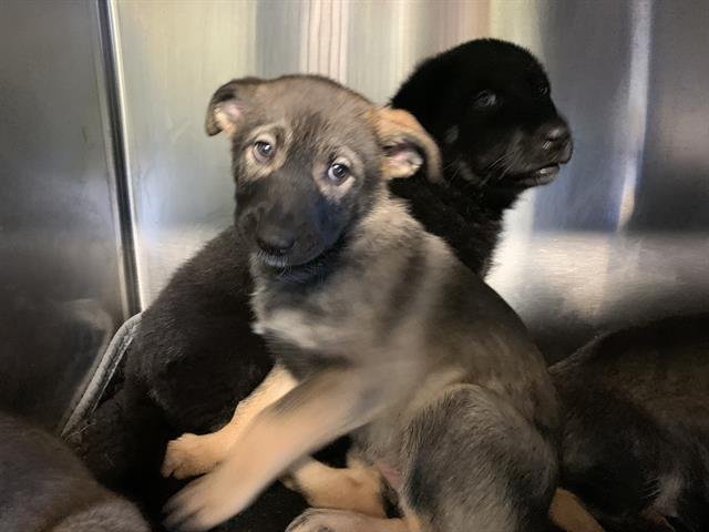 MAPLE - German Shepherd Dog available for adoption