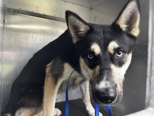 KODA - German Shepherd Dog / Siberian Husky available for adoption