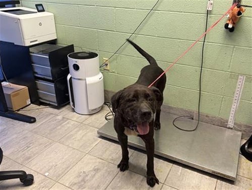 STITCH - Mastiff available for adoption