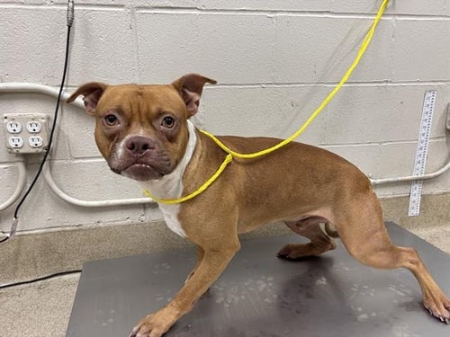 CONWAY - American Staffordshire Terrier available for adoption