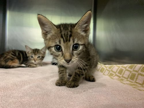 HOT DOG - Domestic Short Hair available for adoption