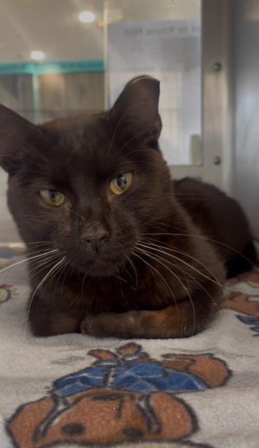 DUCKIE - Domestic Short Hair available for adoption