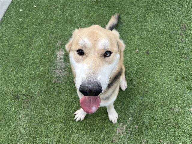 SNOOPY - German Shepherd Dog available for adoption