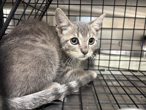 A235072 - Domestic Short Hair available for adoption