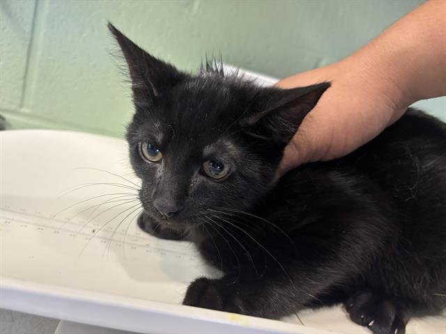 FIGARO Image