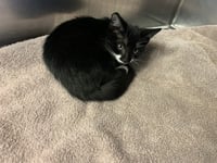 MEWSKERS - Photo 1