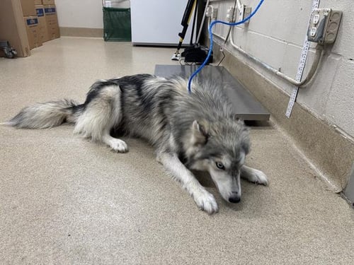 AURORA - Siberian Husky available for adoption