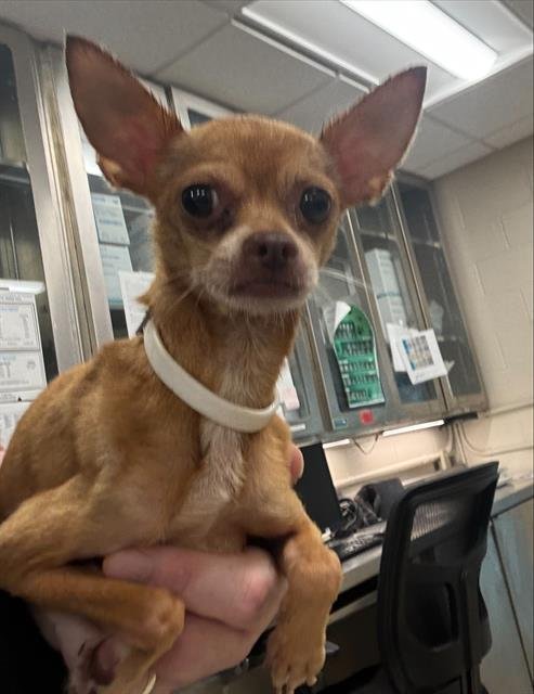 WHIMSY - Chihuahua available for adoption