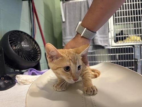 RIVER - Domestic Short Hair available for adoption