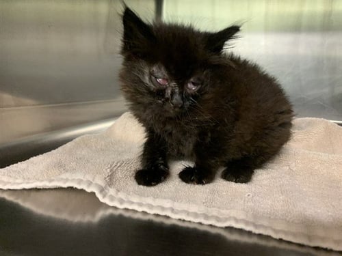 ANDREW - Domestic Medium Hair for adoption in Grand Prairie