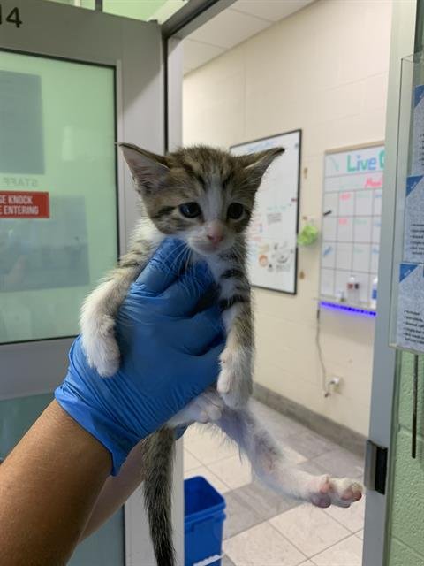 PURRMESAN - Domestic Short Hair available for adoption