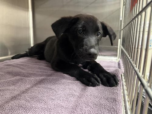 BELLO - Labrador Retriever available for adoption