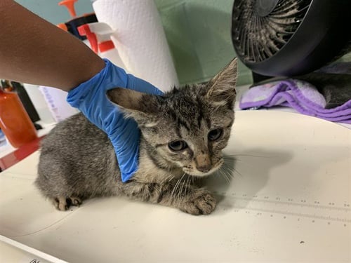 JUNE - Domestic Short Hair available for adoption