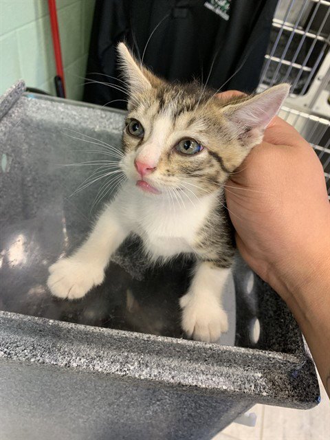BACON - Domestic Short Hair available for adoption