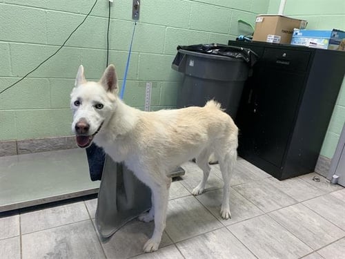 ASPEN - Siberian Husky available for adoption