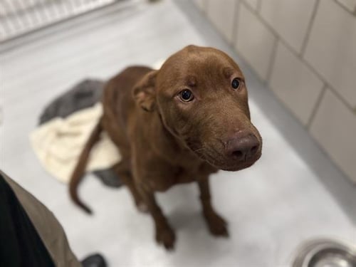 BUTTER SIDE DOWN - Labrador Retriever available for adoption
