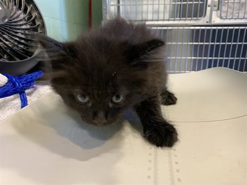 MAC - Domestic Medium Hair available for adoption