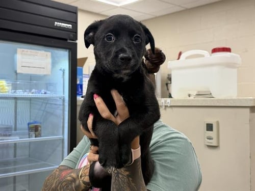 ICE CUBE - Border Collie available for adoption