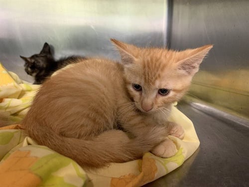 MAX - Domestic Short Hair for adoption in Grand Prairie