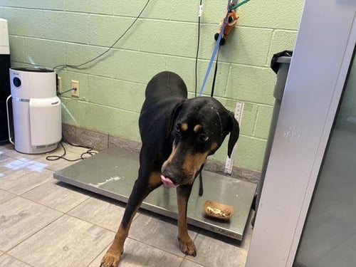 ROXY - Doberman Pinscher available for adoption