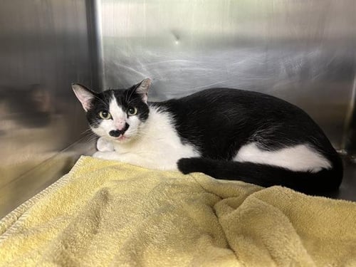 POLAND - Domestic Short Hair available for adoption