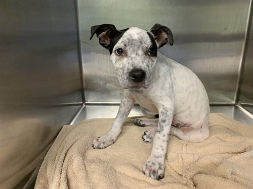 CALVIN - American Staffordshire Terrier available for adoption